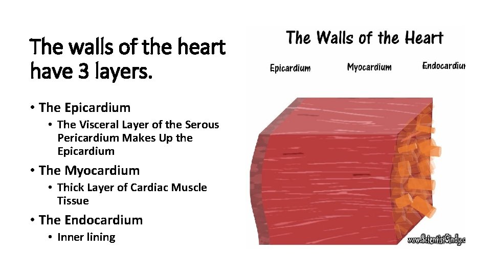 The walls of the heart have 3 layers. • The Epicardium • The Visceral