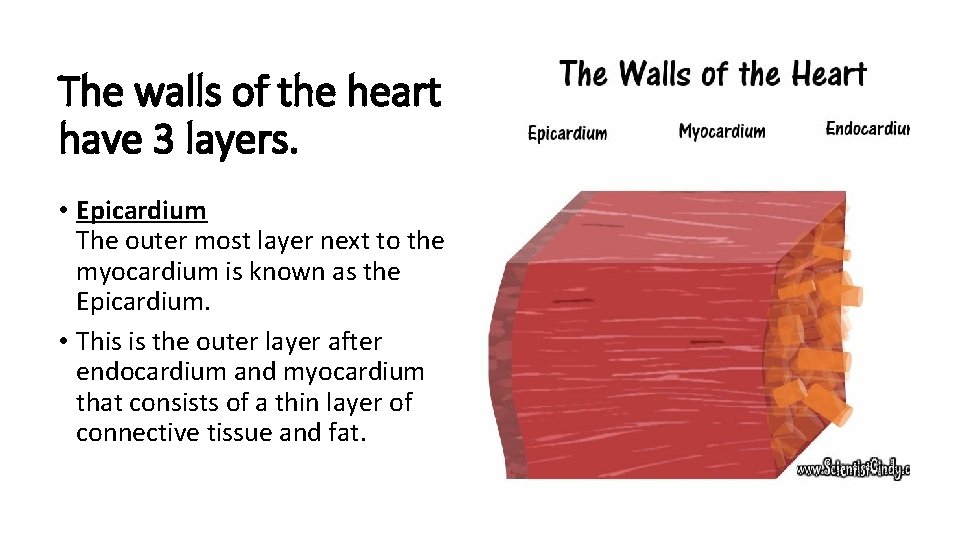The walls of the heart have 3 layers. • Epicardium The outer most layer