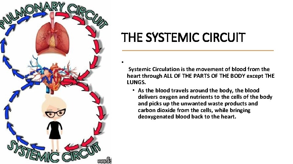 THE SYSTEMIC CIRCUIT • Systemic Circulation is the movement of blood from the heart