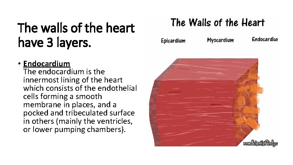 The walls of the heart have 3 layers. • Endocardium The endocardium is the