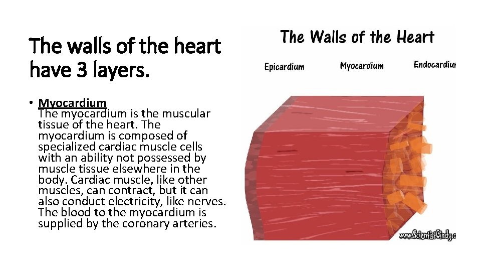 The walls of the heart have 3 layers. • Myocardium The myocardium is the