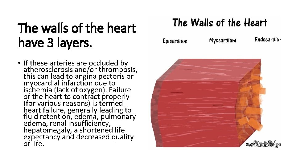 The walls of the heart have 3 layers. • If these arteries are occluded