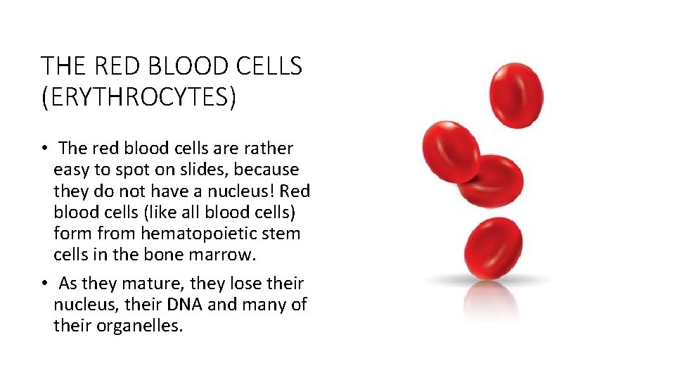 THE RED BLOOD CELLS (ERYTHROCYTES) • The red blood cells are rather easy to