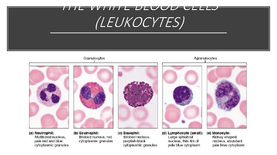 THE WHITE BLOOD CELLS (LEUKOCYTES) 