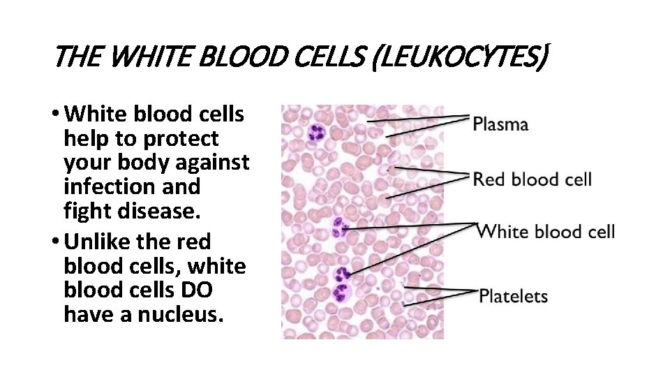 THE WHITE BLOOD CELLS (LEUKOCYTES) • White blood cells help to protect your body