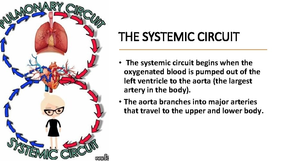 THE SYSTEMIC CIRCUIT • The systemic circuit begins when the oxygenated blood is pumped