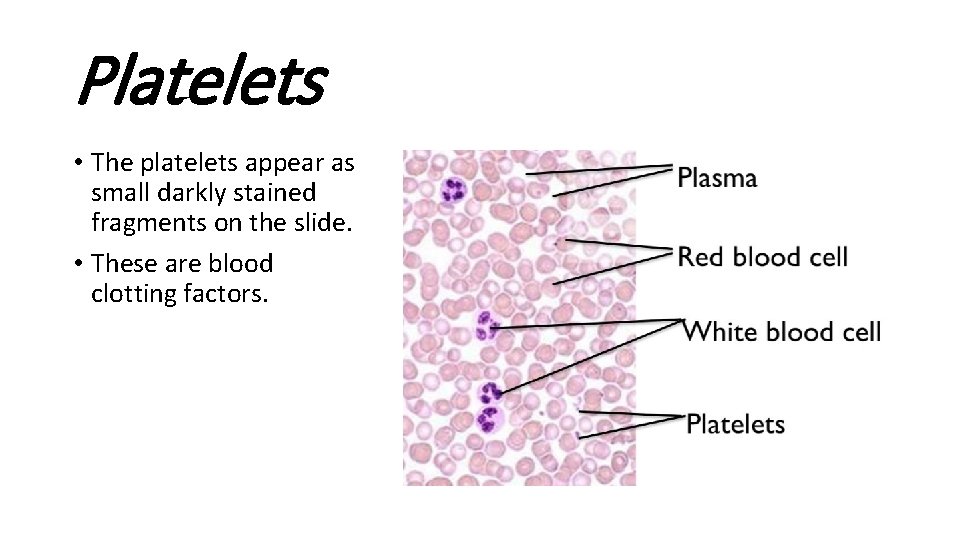 Platelets • The platelets appear as small darkly stained fragments on the slide. •