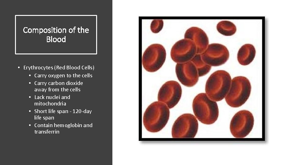 Composition of the Blood • Erythrocytes (Red Blood Cells) • Carry oxygen to the