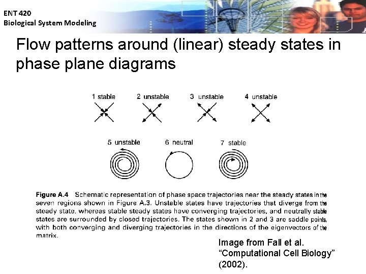 ENT 420 Biological System Modeling Flow patterns around (linear) steady states in phase plane