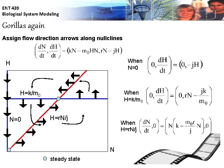 ENT 420 Biological System Modeling Gorillas again Assign flow direction arrows along nullclines When