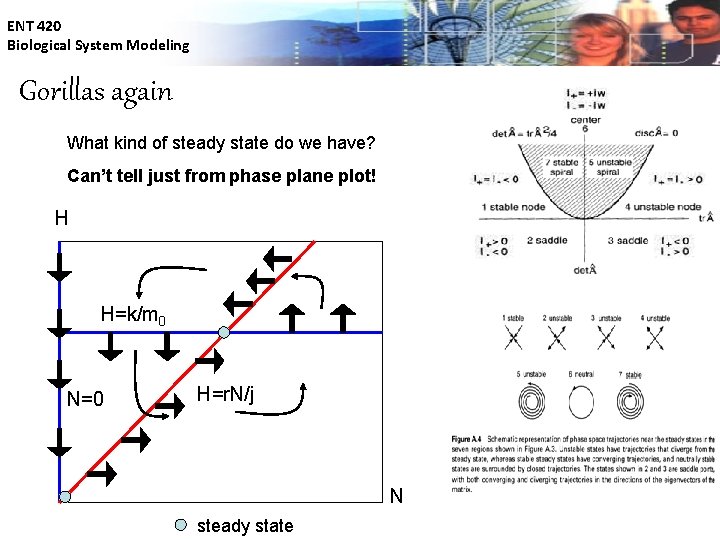 ENT 420 Biological System Modeling Gorillas again What kind of steady state do we