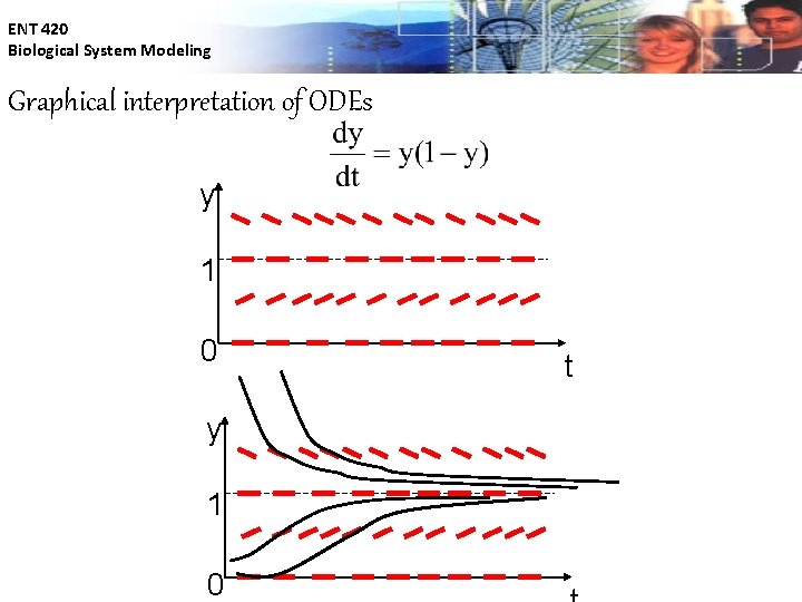 ENT 420 Biological System Modeling Graphical interpretation of ODEs y 1 0 t 