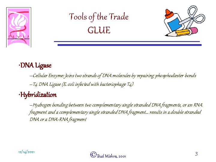 Tools of the Trade GLUE • DNA Ligase –Cellular Enzyme: Joins two strands of