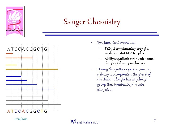 Sanger Chemistry • Two important properties: – Faithful complementary copy of a single-stranded DNA