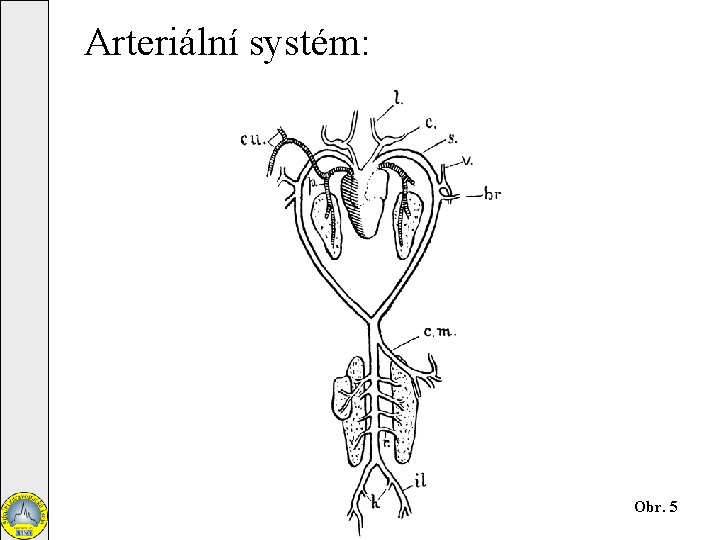 Arteriální systém: Obr. 5 