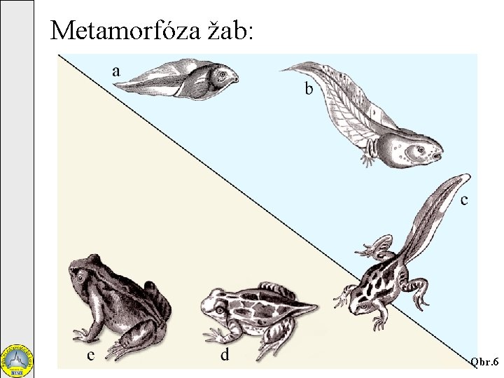 Metamorfóza žab: Obr. 6 