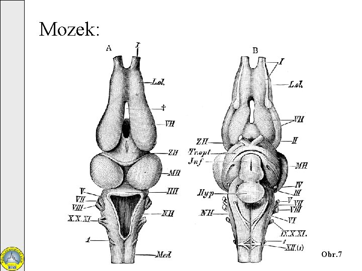 Mozek: Obr. 7 