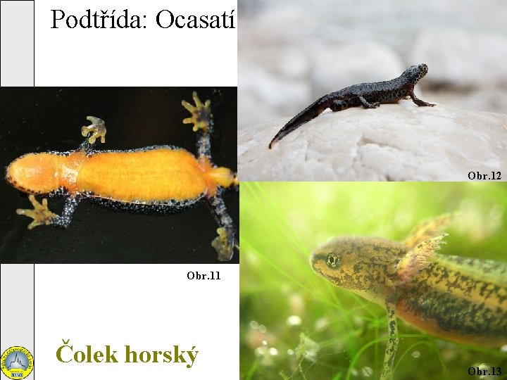 Podtřída: Ocasatí Obr. 12 Obr. 11 Čolek horský Obr. 13 