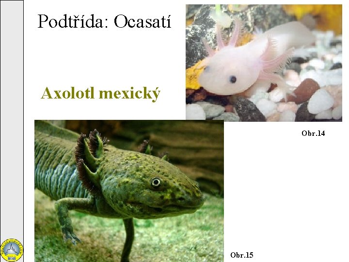 Podtřída: Ocasatí Axolotl mexický Obr. 14 Obr. 15 