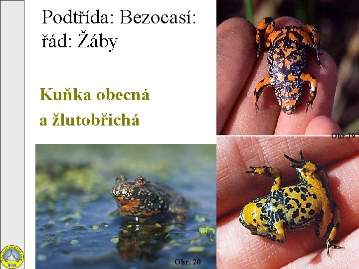 Podtřída: Bezocasí: řád: Žáby Kuňka obecná a žlutobřichá Obr. 19 Obr. 20 