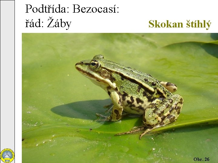 Podtřída: Bezocasí: řád: Žáby Skokan štíhlý Obr. 26 