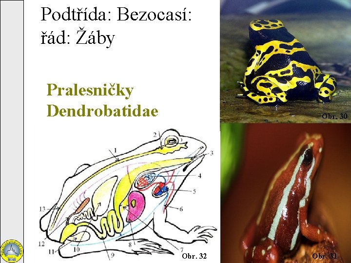Podtřída: Bezocasí: řád: Žáby Pralesničky Dendrobatidae Obr. 30 Obr. 32 Obr. 31 