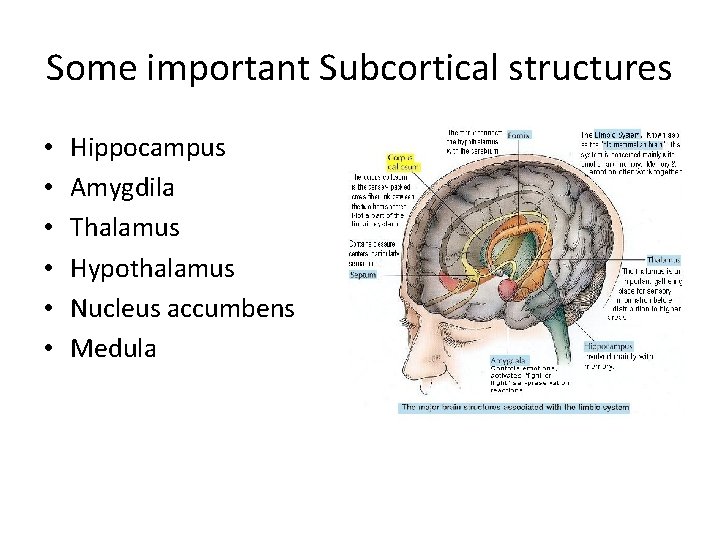 Some important Subcortical structures • • • Hippocampus Amygdila Thalamus Hypothalamus Nucleus accumbens Medula