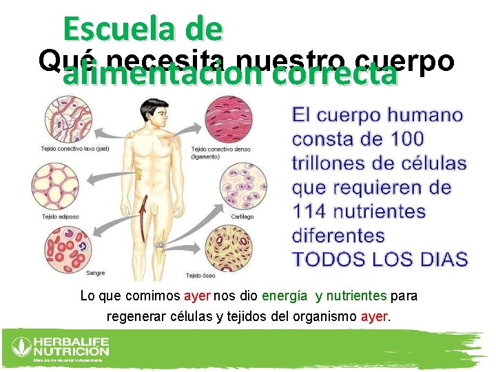 Escuela de Qué necesita nuestro cuerpo alimentacion correcta Lo que comimos ayer nos dio