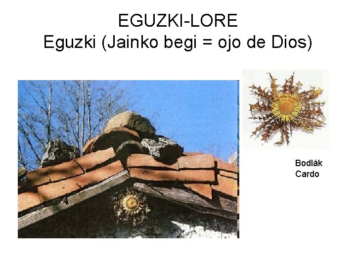 EGUZKI-LORE Eguzki (Jainko begi = ojo de Dios) Bodlák Cardo 