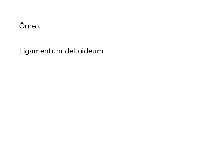 Örnek Ligamentum deltoideum 