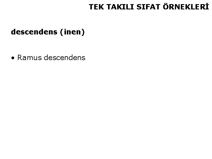 TEK TAKILI SIFAT ÖRNEKLERİ descendens (inen) • Ramus descendens 