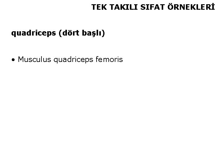 TEK TAKILI SIFAT ÖRNEKLERİ quadriceps (dört başlı) • Musculus quadriceps femoris 