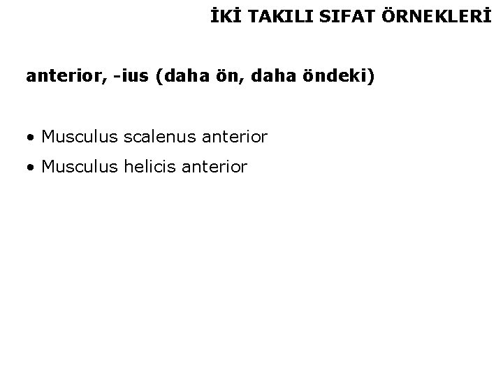 İKİ TAKILI SIFAT ÖRNEKLERİ anterior, -ius (daha ön, daha öndeki) • Musculus scalenus anterior