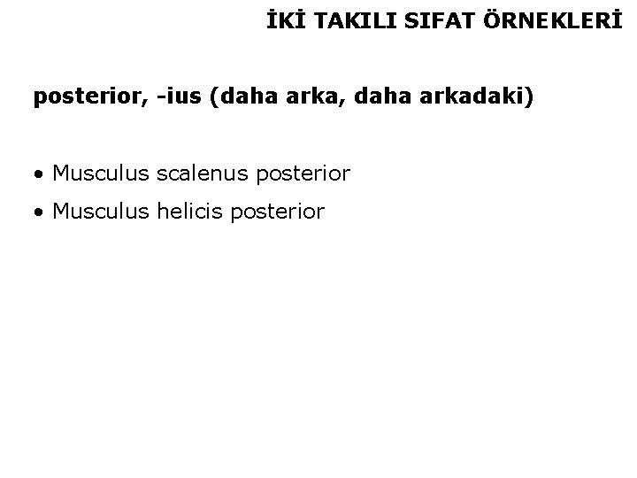 İKİ TAKILI SIFAT ÖRNEKLERİ posterior, -ius (daha arka, daha arkadaki) • Musculus scalenus posterior