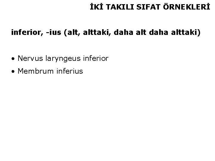 İKİ TAKILI SIFAT ÖRNEKLERİ inferior, -ius (alt, alttaki, daha alttaki) • Nervus laryngeus inferior