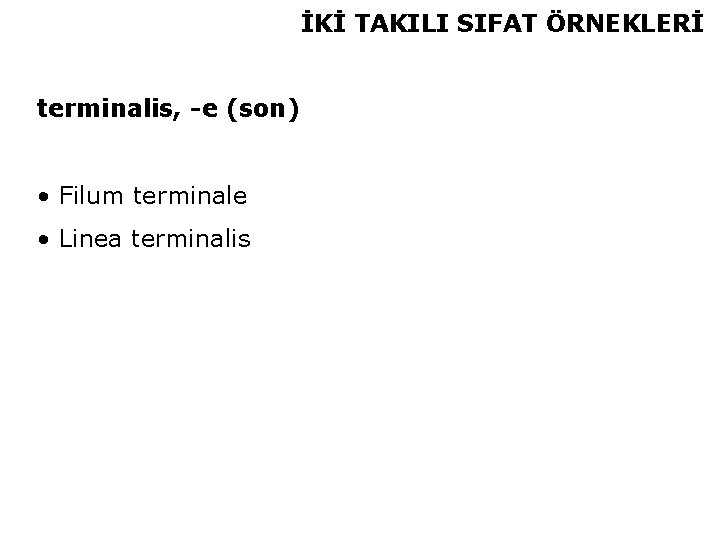 İKİ TAKILI SIFAT ÖRNEKLERİ terminalis, -e (son) • Filum terminale • Linea terminalis 