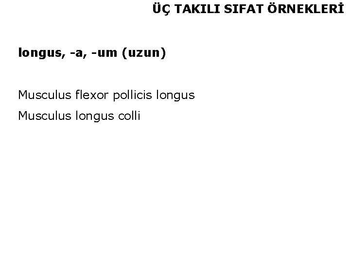 ÜÇ TAKILI SIFAT ÖRNEKLERİ longus, -a, -um (uzun) Musculus flexor pollicis longus Musculus longus