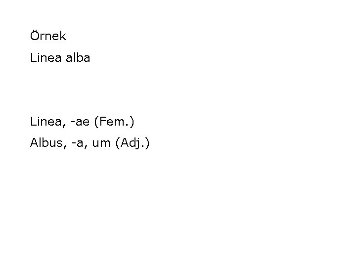 Örnek Linea alba Linea, -ae (Fem. ) Albus, -a, um (Adj. ) 