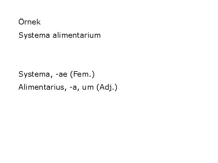 Örnek Systema alimentarium Systema, -ae (Fem. ) Alimentarius, -a, um (Adj. ) 