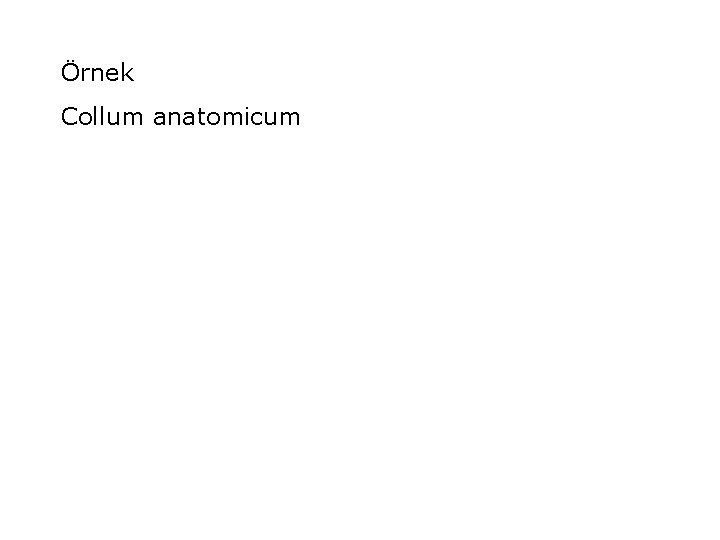 Örnek Collum anatomicum 