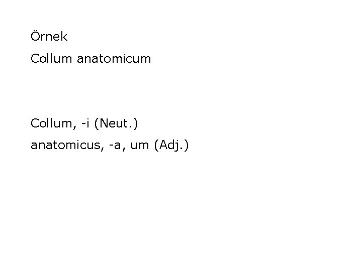 Örnek Collum anatomicum Collum, -i (Neut. ) anatomicus, -a, um (Adj. ) 