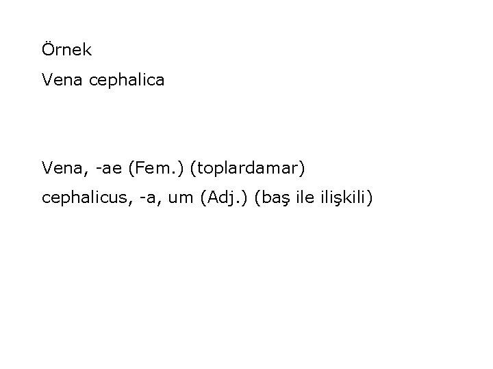Örnek Vena cephalica Vena, -ae (Fem. ) (toplardamar) cephalicus, -a, um (Adj. ) (baş