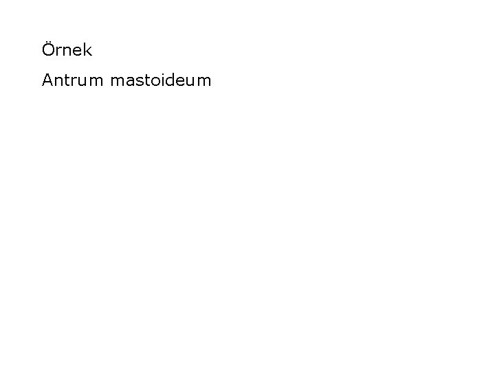 Örnek Antrum mastoideum 