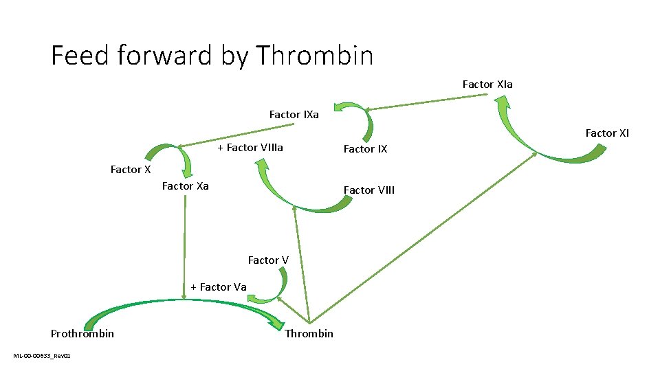 Feed forward by Thrombin Factor XIa Factor IXa Factor XI + Factor VIIIa Factor