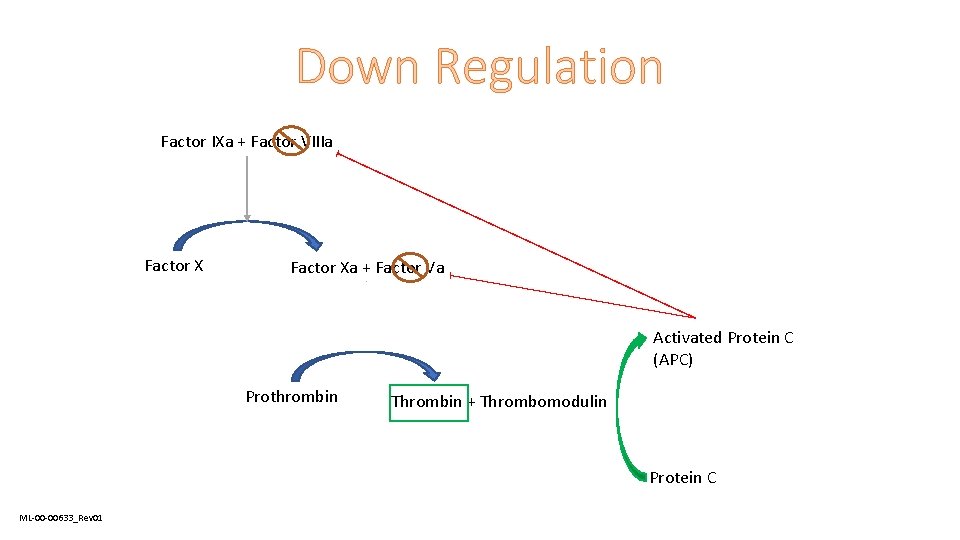 Down Regulation Factor IXa + Factor VIIIa Factor Xa + Factor Va Activated Protein
