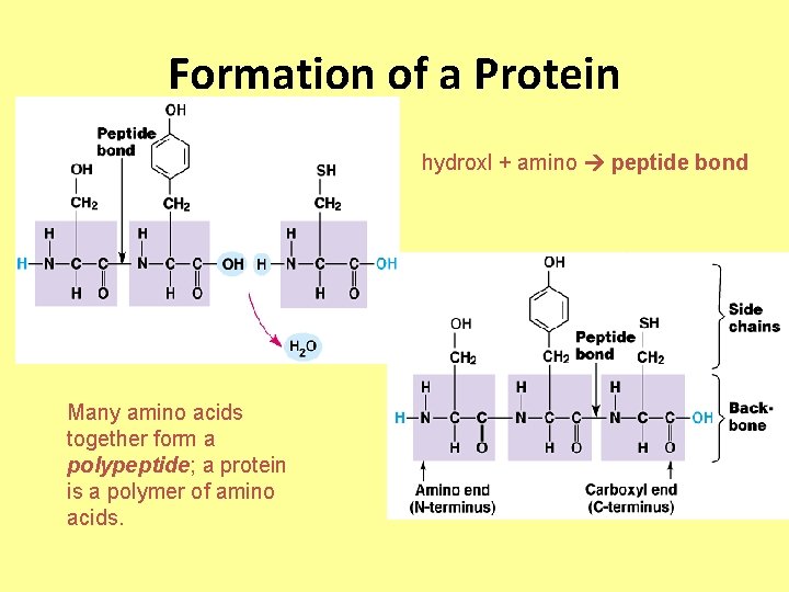 Formation of a Protein hydroxl + amino peptide bond Many amino acids together form