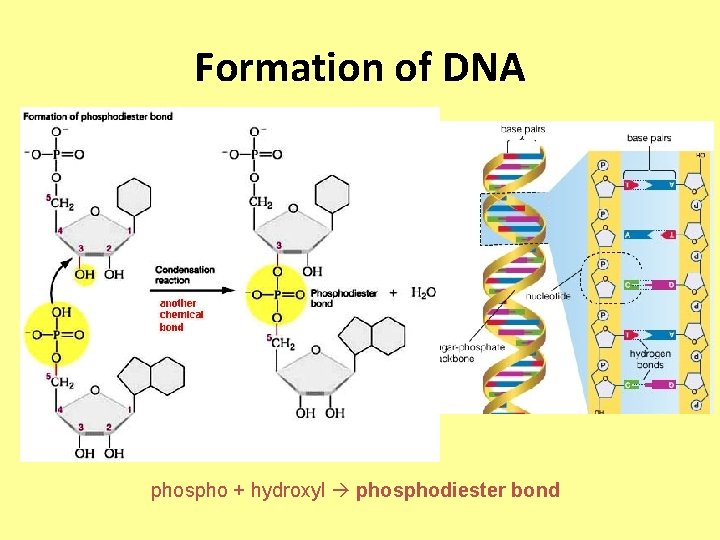 Formation of DNA phospho + hydroxyl phosphodiester bond 