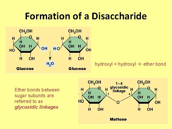 Formation of a Disaccharide hydroxyl + hydroxyl ether bond Ether bonds between sugar subunits