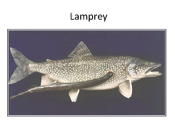 Lamprey 