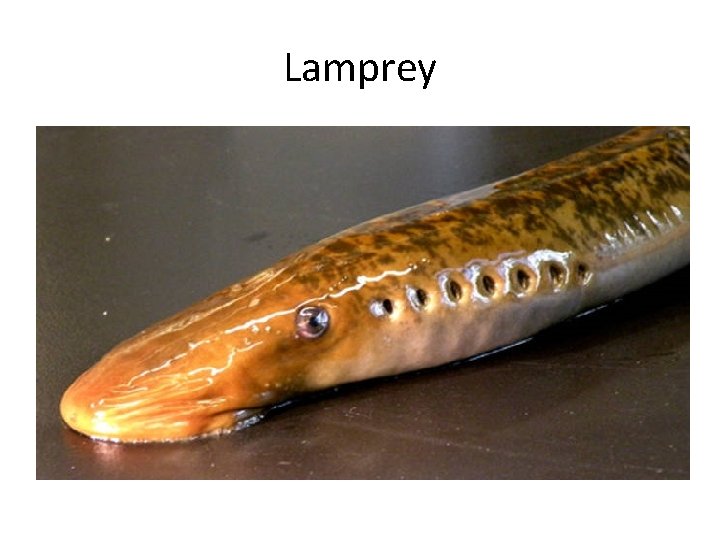 Lamprey 